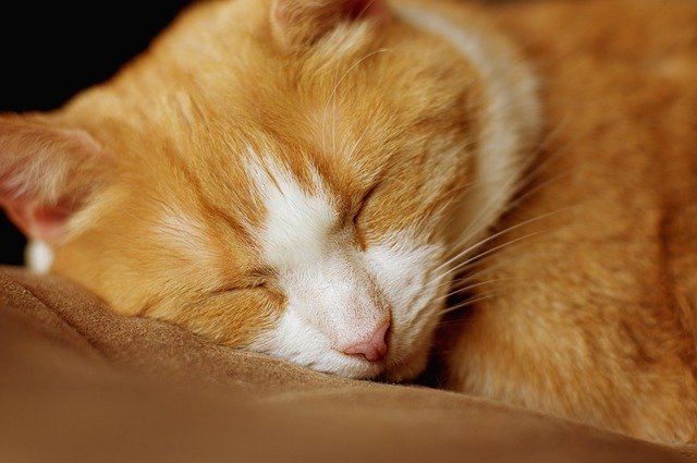 猫是一种神秘而迷人的动物。它们优雅地走动，仿