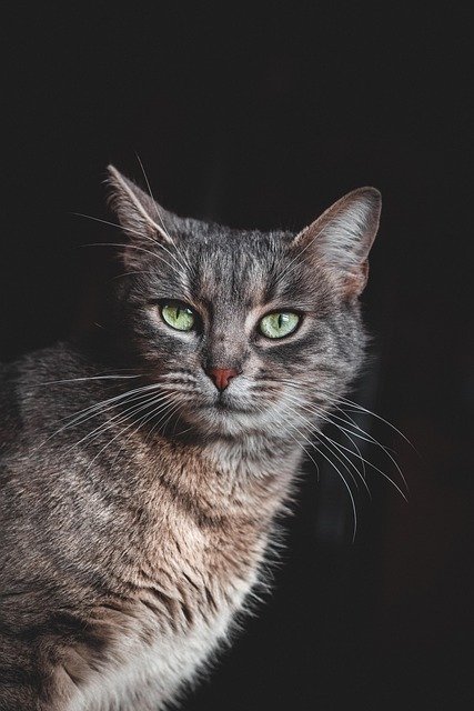 猫是一种神秘而迷人的生物，它们优雅的身姿和独特