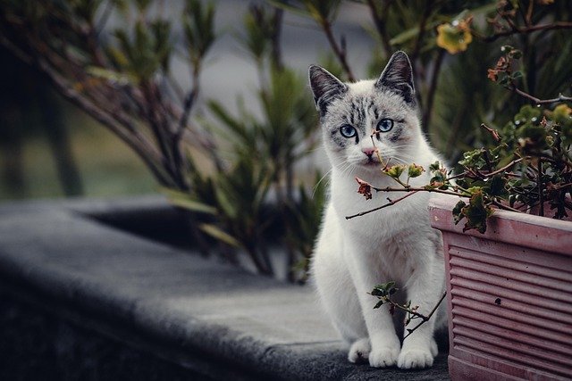 猫咪总是能带给人无限的温暖与欢乐。它们灵动的