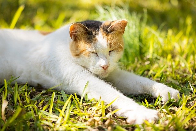 猫咪总是能带给我无限的温暖和欢乐。它们的调皮