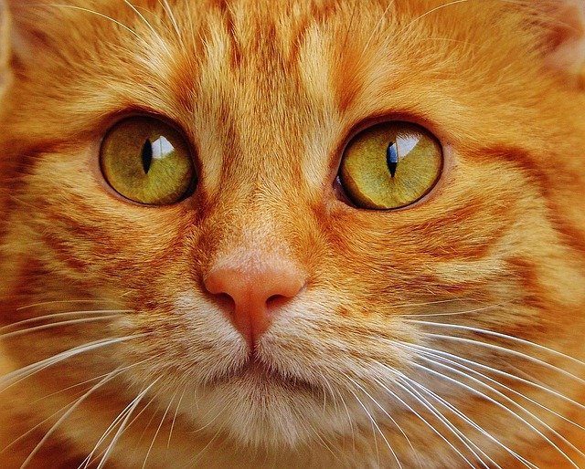 猫咪总是给人一种神秘而独特的魅力。它们优雅