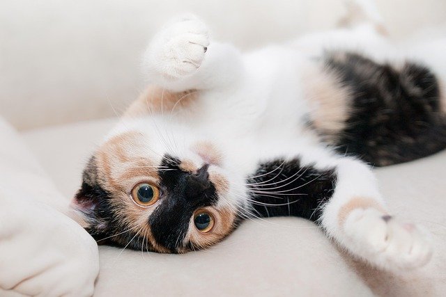 猫是一种神秘而迷人的生物，它们的独立性与优雅总