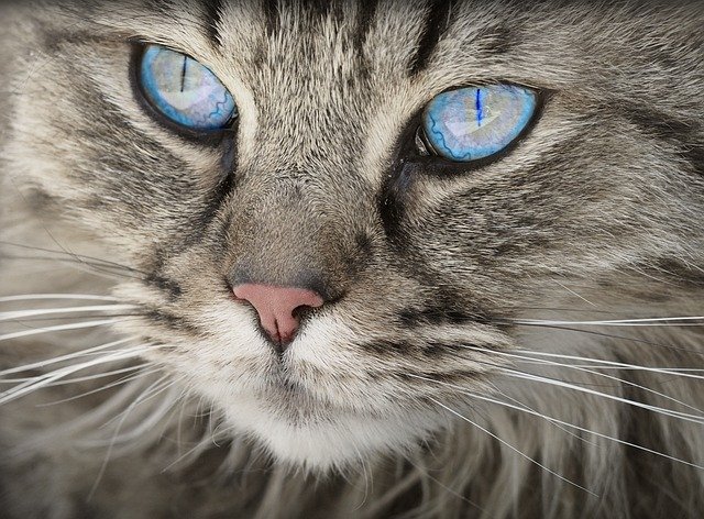 猫咪是一种温柔而神秘的生物，它们的独立性和好
