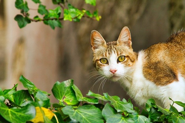 猫咪是如此迷人的生物，它们的优雅和独立常常让我心