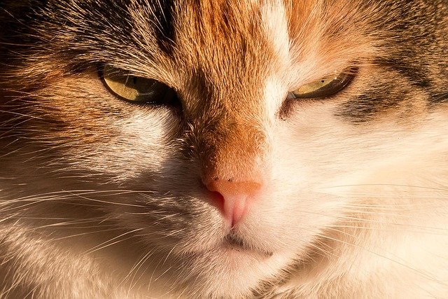 猫咪真的是非常迷人的动物，它们柔软的毛发和优雅的动作
