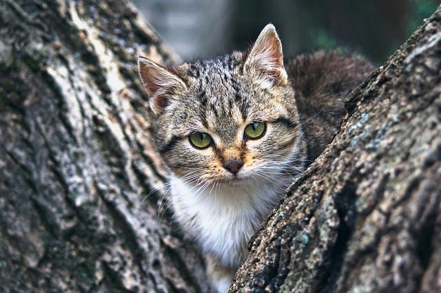 猫，总是给人一种神秘而优雅的感觉。它们喜欢在阳光