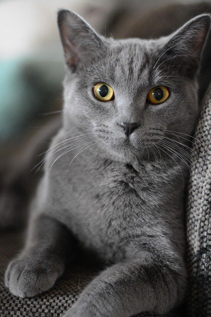 猫咪总是给人一种温暖和安宁的感觉。无论是它们