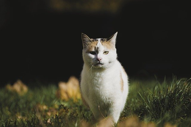 猫咪总是给人一种温暖和宁静的感觉。它们优雅地