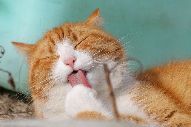 猫咪是一种神秘而迷人的生物。它们总是展现出独