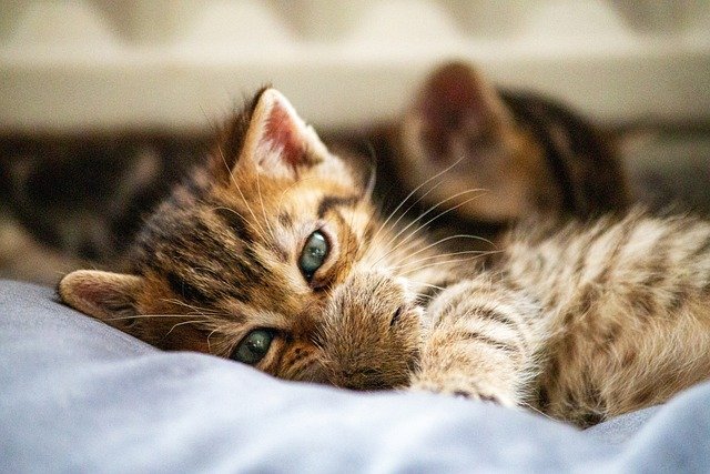 猫咪是一种神秘而迷人的生物，它们的优雅和独立让