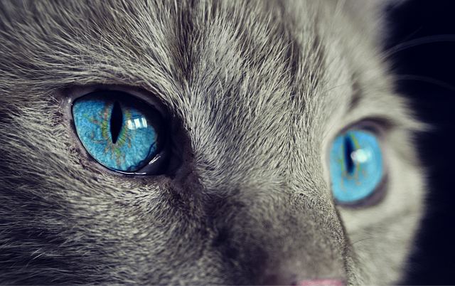 猫咪总是那么神秘而迷人，它们的优雅动作和调皮行为