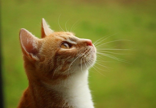 猫是一种神秘而迷人的动物，它们的优雅和独立性总是
