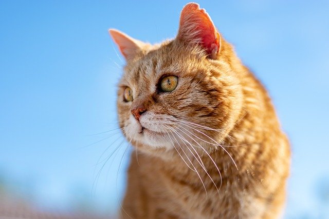 猫是一种神秘而迷人的动物，它们的独立性和优雅动作总