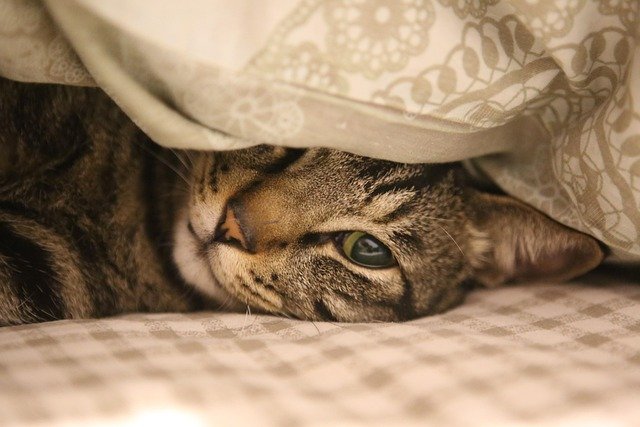 猫咪是我心中的小精灵，它们那优雅的身姿和独立