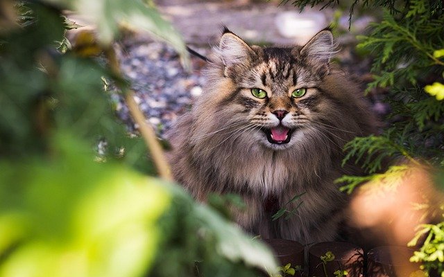 猫咪总是那么神秘而迷人，它们的优雅和独立让我着