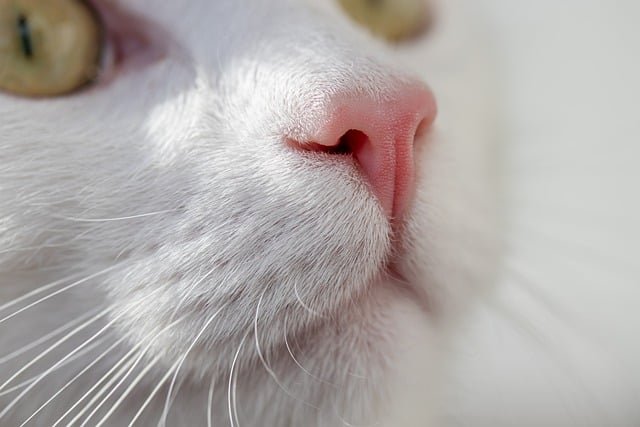 猫咪总是能带给人无尽的温暖和欢乐。它们优雅