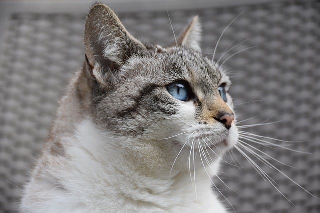 猫咪真是太迷人了！它们的优雅和独立让人忍