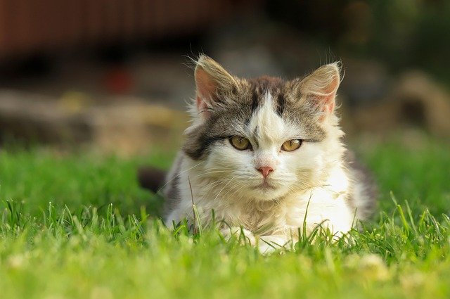 猫咪是如此迷人的生物，拥有独特的个性和优雅的举