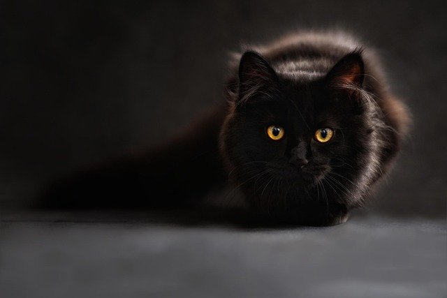 猫是非常迷人的生物，它们独立而优雅的姿态总能让我