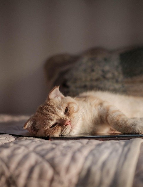 猫咪是一种迷人的生物，它们独立而优雅，时常流露