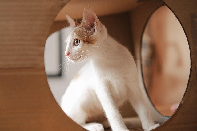 猫咪给人一种温暖和宁静的感觉，它们的存在像阳光般
