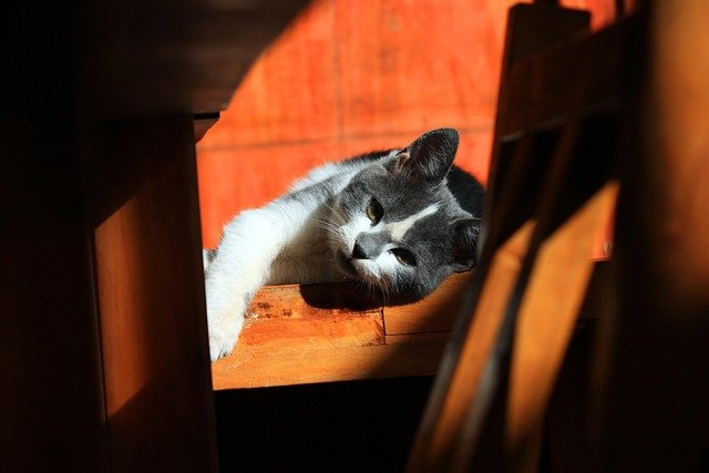 猫咪总是让我感到无比的温暖与快乐。它们灵动的