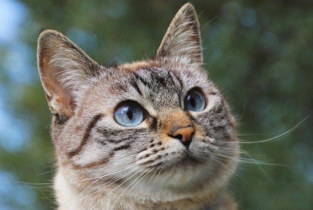 猫咪是如此神秘而优雅的生物，它们的独立性和温