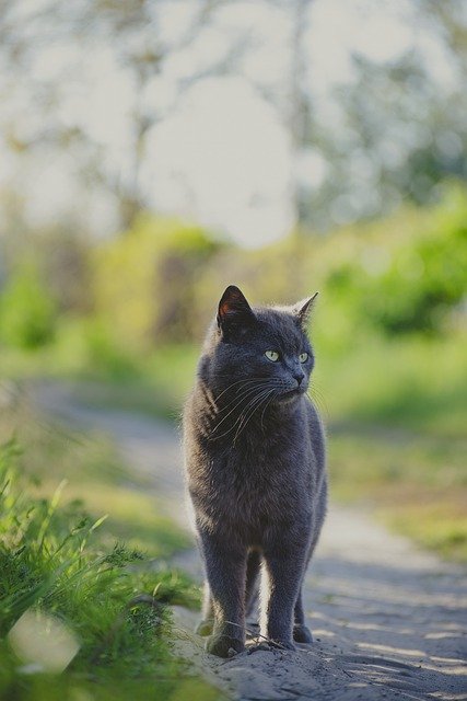 猫是一种神秘而优雅的生物，每当它们在阳光下