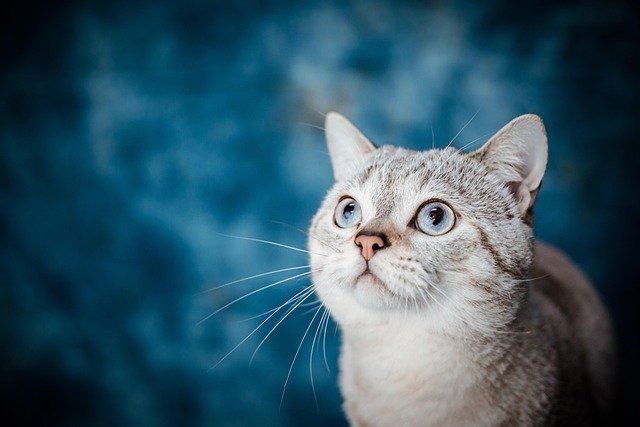 我对猫的感受总是充满温暖与喜悦。它们优雅