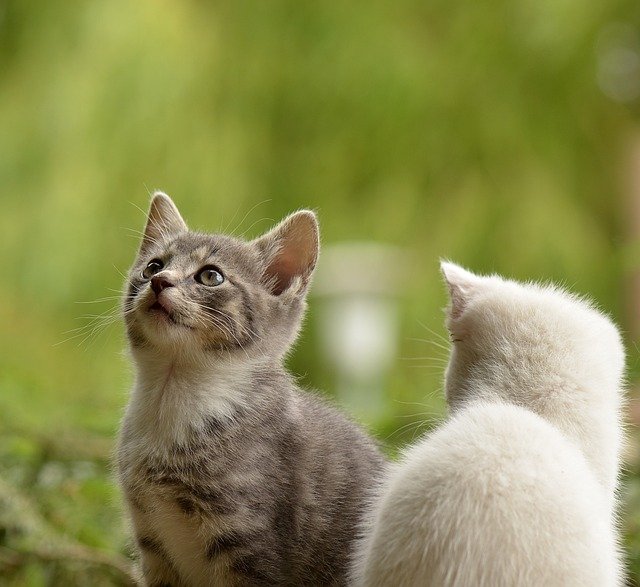 猫咪是如此迷人，它们独立而优雅，时常带给我无