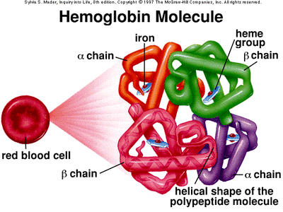 hemoglobinmolecule.gif