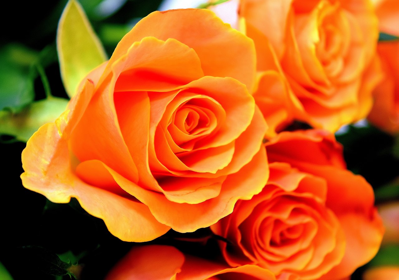 roses-3212568.jpg
