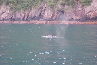 whale.JPG