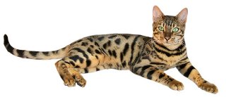 https://s14.postimg.org/tidrgof0x/bengal-cat-names.jpg