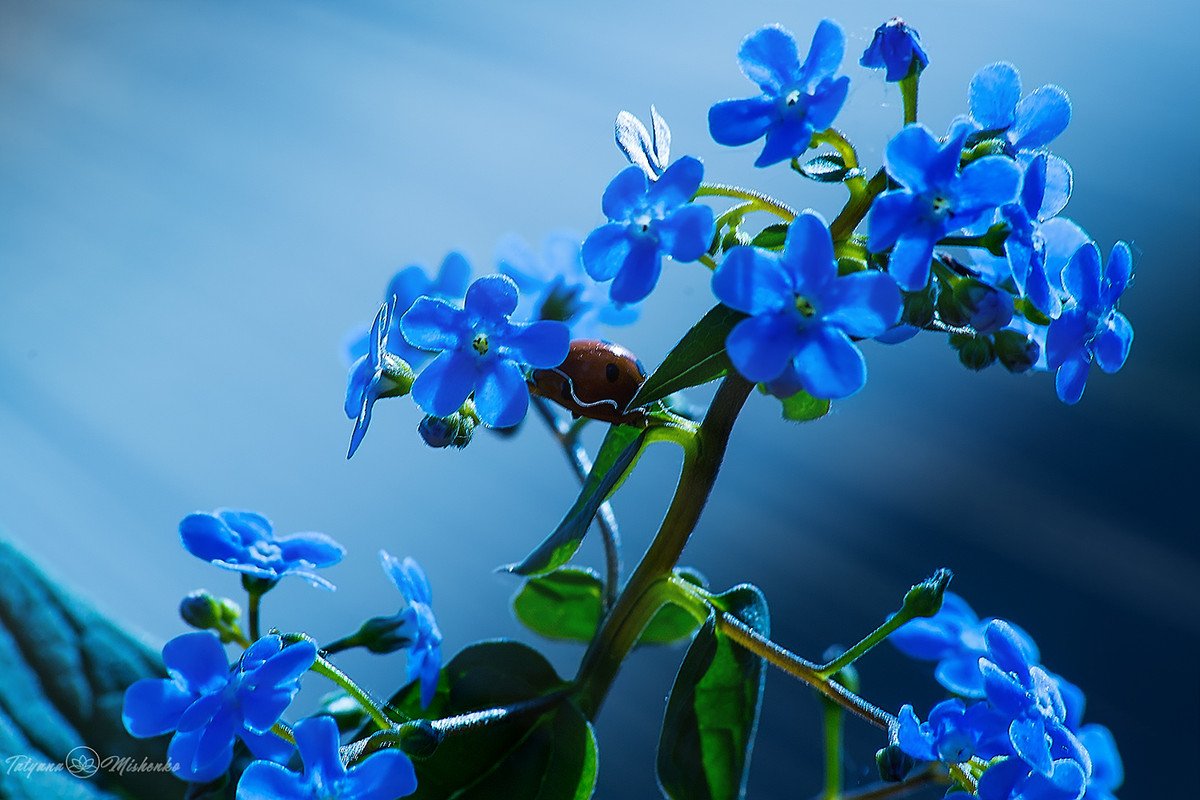 Everyday Ankle | Spring Blossom Blue