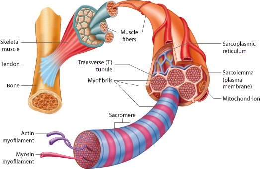 https://s3-us-west-2.amazonaws.com/courses-images/wp-content/uploads/sites/2956/2018/01/30205701/Muscle_07.jpg