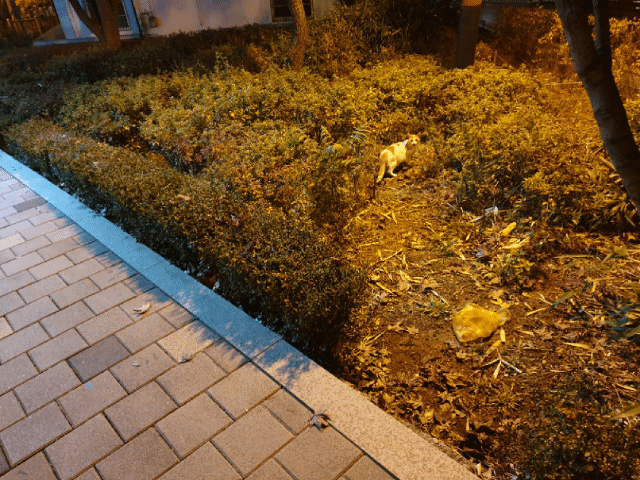 20181115_073036.gif