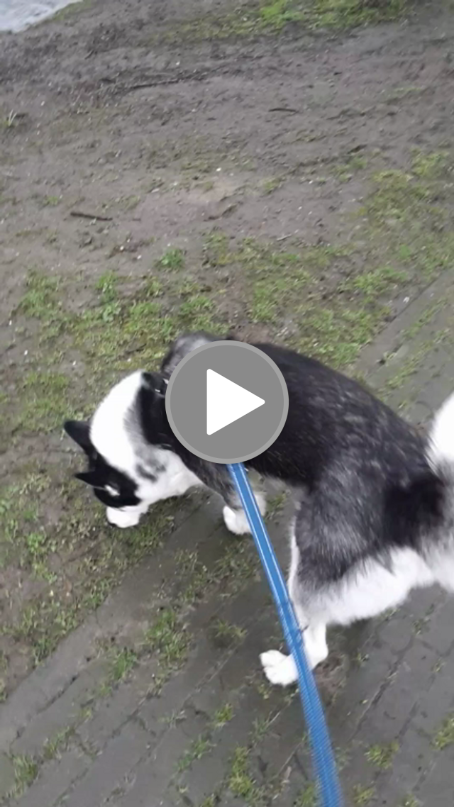 videos/7d1dd347c04b9fc66e3a155df1c40fcf-00001.png