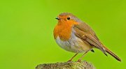 Image of Robin