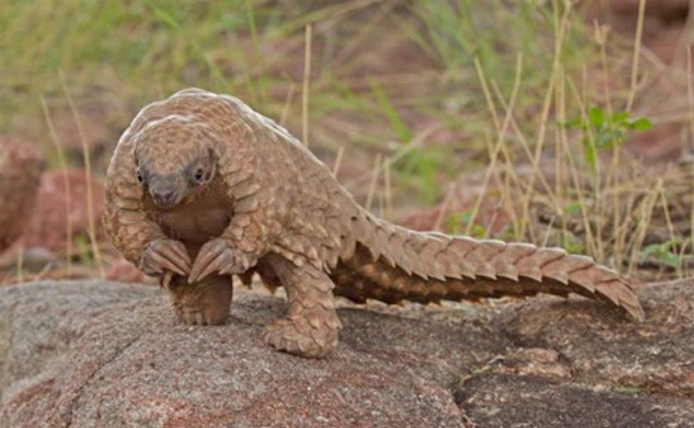 https://site-547756.mozfiles.com/files/547756/Pangolin.jpg