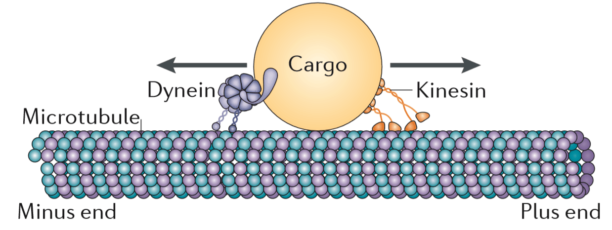 https://sites.psu.edu/hancocklab/files/2018/08/bidirectional-transport-2ofoi4o.png