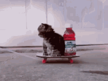 untitled.gif