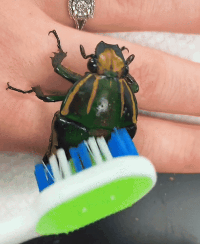 untitled.gif