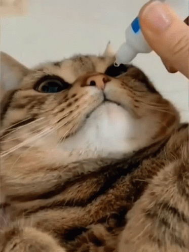untitled.gif