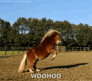 untitled.gif
