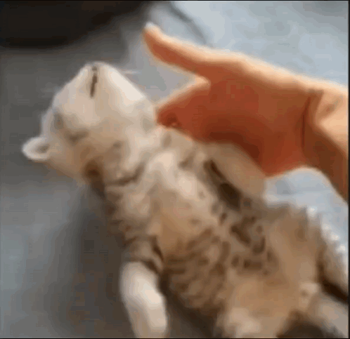 untitled.gif