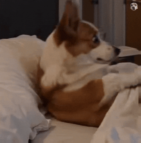 untitled.gif