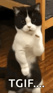 untitled.gif