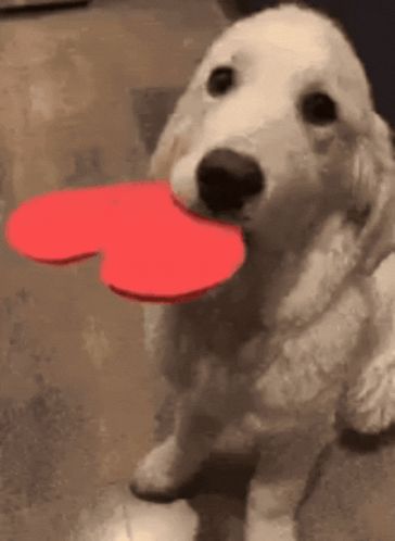 untitled.gif