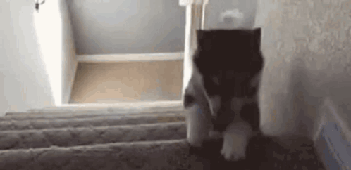 untitled.gif